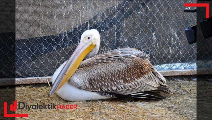 Mersin’de yaralı pelikan tedavi altına alındı