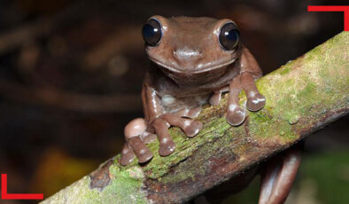 Yeni bir kurbağa türü keşfedildi: ‘çikolatalı kurbağa’
