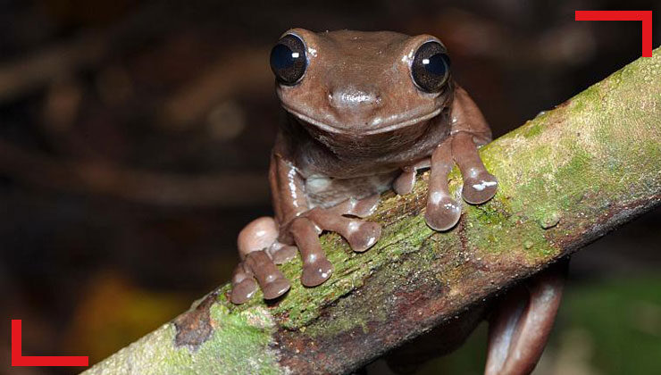 Yeni bir kurbağa türü keşfedildi: ‘çikolatalı kurbağa’