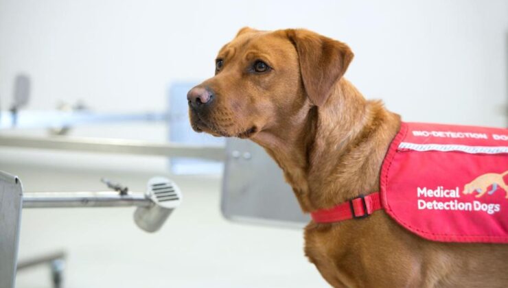 Köpeklerin Covid-19’u PCR testlerinden daha iyi teşhis edebildiği keşfedildi