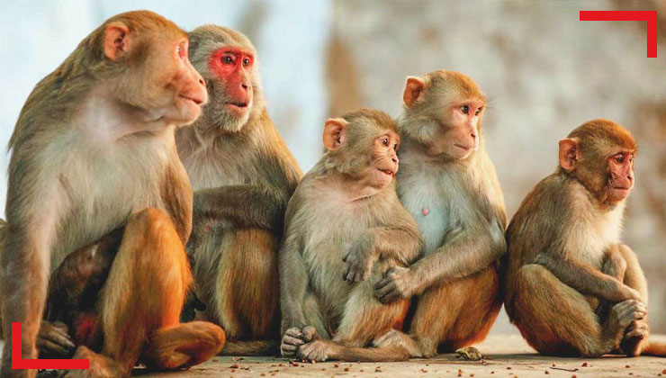 Araştırma: Maymunlar başka maymunların aksanlarına adapte olabiliyorlar