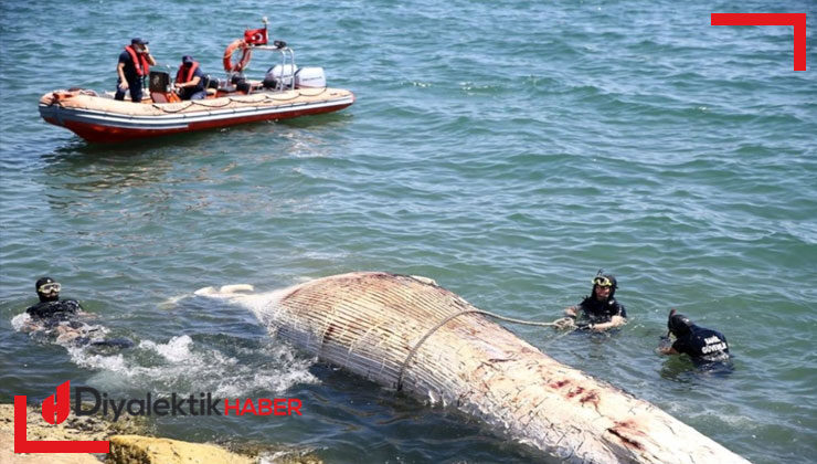 Mersin’de sahile 8 metrelik balina vurdu