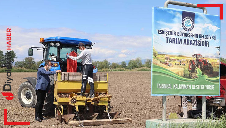 Eskişehir Büyükşehir’in tarlalarında mor patates yetişecek