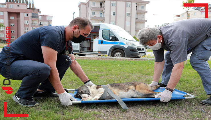 Hayvan ambulansı ile sevimli dostlarımıza anında müdahale