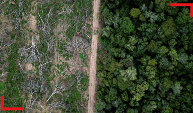Amazonlarda en büyük ölçüde ormansızlaşmanın kaydedildiği ay mayıs ayı