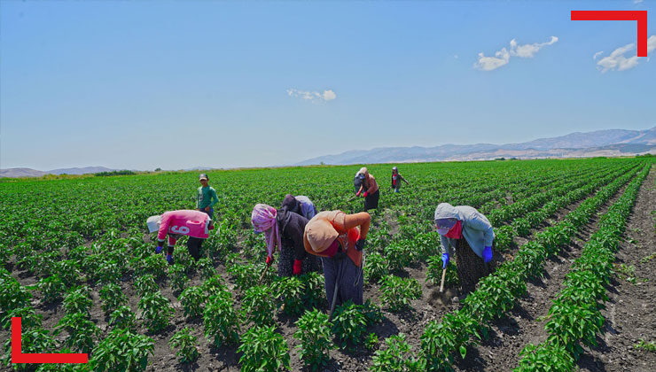 Fide Desteği Çiftçinin Yüzünü Güldürdü