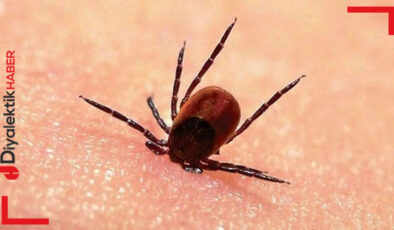 Kenelerden korunmak için ne yapılmalı?