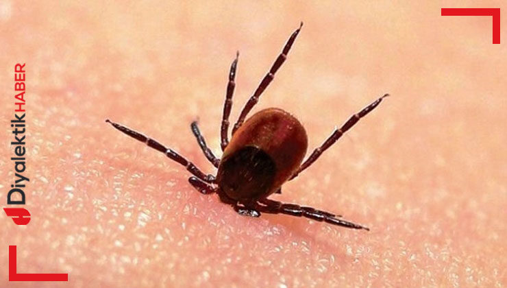 Kenelerden korunmak için ne yapılmalı?