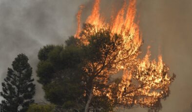 Suriye’de yönetim, geçen seneki orman yangınlarını çıkardıkları gerekçesiyle 24 kişiyi idam etti