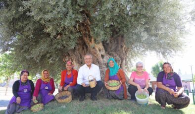 Mezitli Belediyesi Başkanı Tarhan, 1204 yaşındaki anıt ağaçtan zeytin topladı