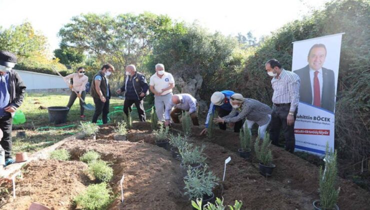 Alzehimer hastaları tıbbi aromatik bitki ile iyileşecek