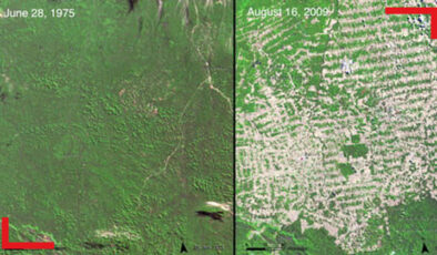 Amazonlarda ormansızlaştırma bir yılda yüzde 22 arttı