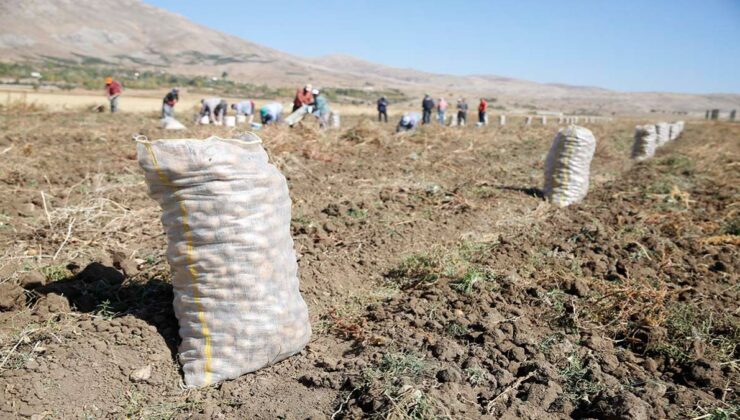 Antalya’da Faydalı böcek yetiştiriciliği için ekilen patatesler hasat ediliyor