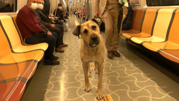 Boji’nin tramvaya kaka yaptığı iddiasının ardından, kakayı bir yolcunun bıraktığı ortaya çıktı!