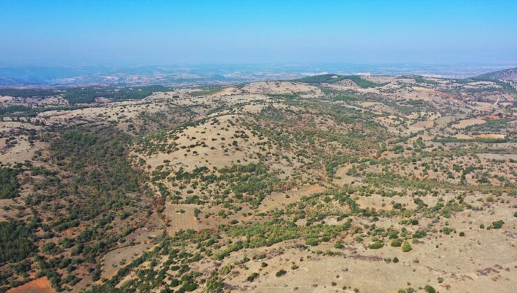 Büyükşehir’den Denizli’ye ikinci bal ormanı geliyor