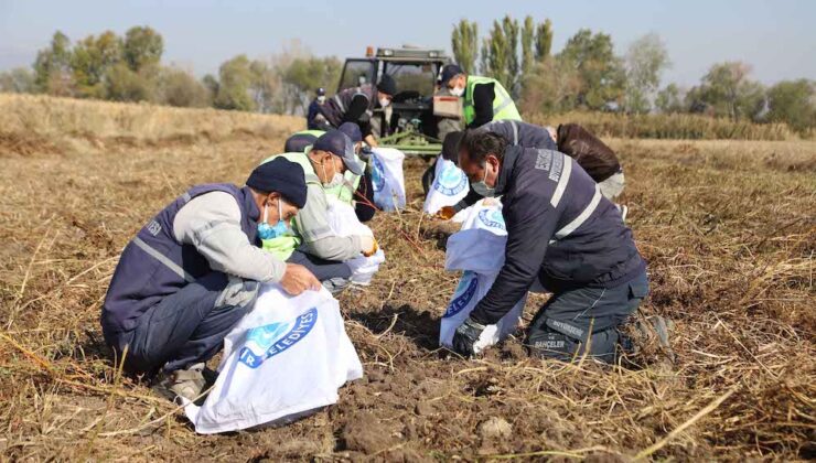 Eskişehir Büyükşehir Mor Patates Hasadını Yaptı