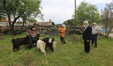 Muğla Büyükşehir, 126 Kadın Üreticiye Daha Kıl Keçisi Desteklemesi Yapıyor