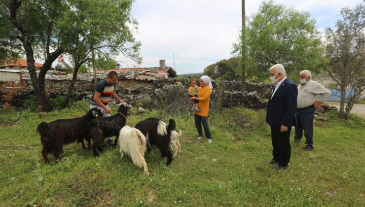 Muğla Büyükşehir, 126 Kadın Üreticiye Daha Kıl Keçisi Desteklemesi Yapıyor