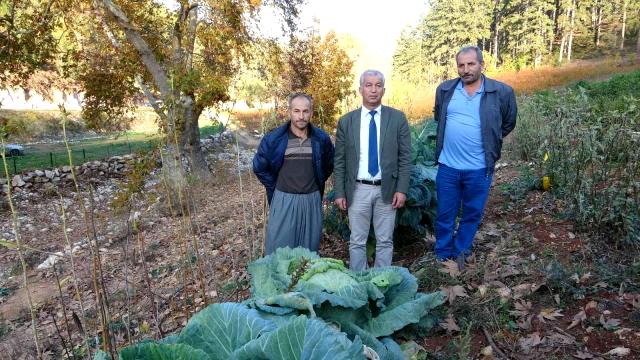 Dev lahanalar görenleri şaşırtıyor