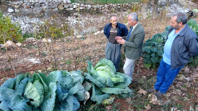 Dev lahanalar görenleri şaşırtıyor