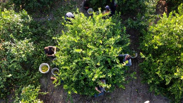 Mersin'den 60 ülkeye limon ihracatı