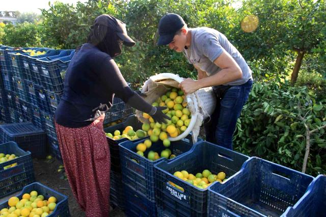 Mersin'den 60 ülkeye limon ihracatı