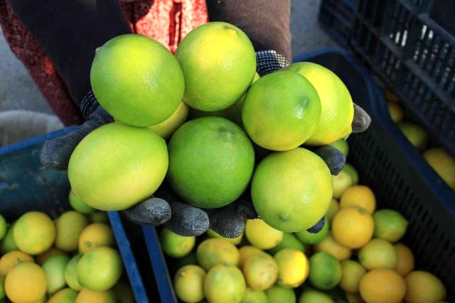 Mersin'den 60 ülkeye limon ihracatı