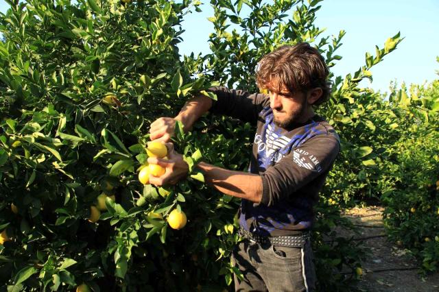 Mersin'den 60 ülkeye limon ihracatı