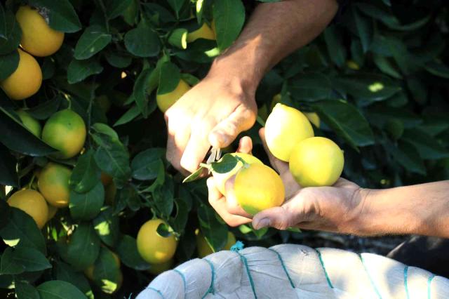 Mersin'den 60 ülkeye limon ihracatı