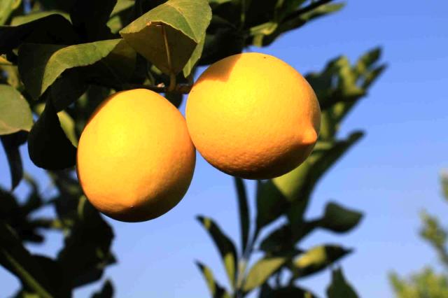 Mersin'den 60 ülkeye limon ihracatı