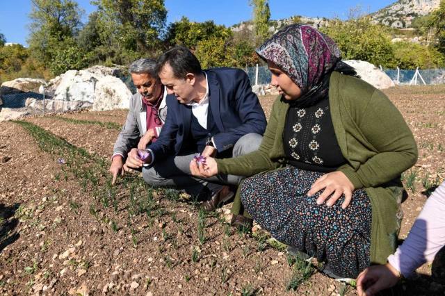 Yenişehir'de safran hasadı