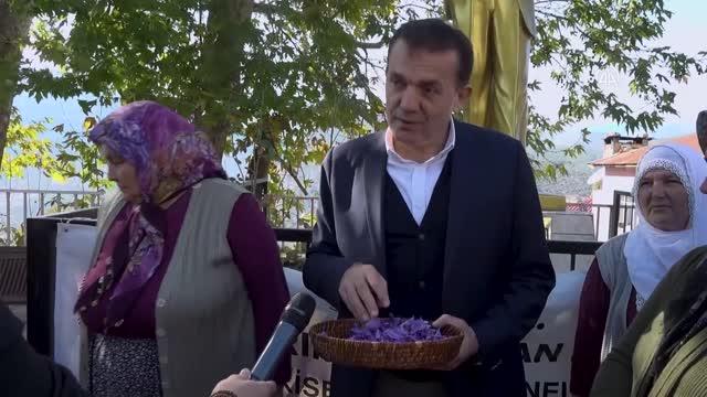 Yenişehir'de safran hasadı