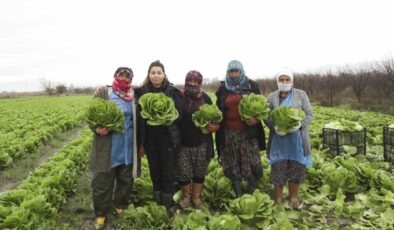 Aydın Büyükşehir Belediyesi Çiftçilere Alım Desteğini Sürdürüyor