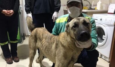 Tarsus Belediyesi, o köpeği bulup koruma altına aldı