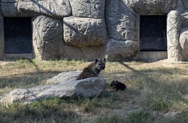 Tarsus Doğa Park yeni yavrularla güzelleşiyor