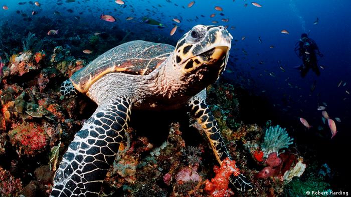 ‘Caretta Tuba’ 15 bin kilometre kat etti, 6 milyon kişi izledi