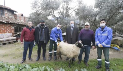 Aydın Büyükşehir Belediyesi’nin Koyun Hibe Desteği İle Sürüler Büyüyor