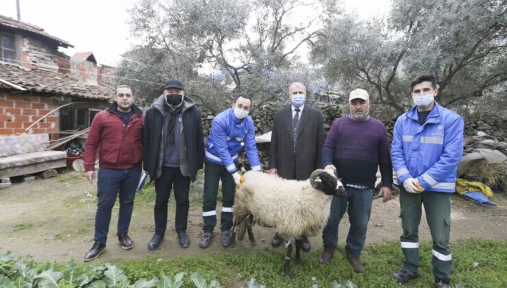 Aydın Büyükşehir Belediyesi’nin Koyun Hibe Desteği İle Sürüler Büyüyor