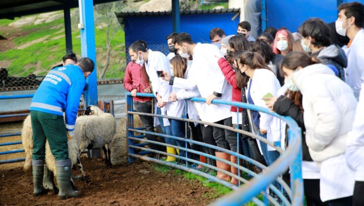 Aydın Büyükşehir Belediyesi’nin Sakız Koyunu Çiftliği Akademi’ye De Hizmet Ediyor