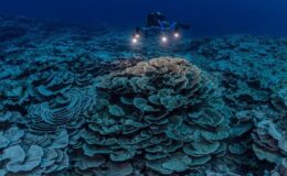 ‘Çok iyi bir haber’: İklim değişikliğinden etkilenmemiş dev bir mercan resifi bulundu