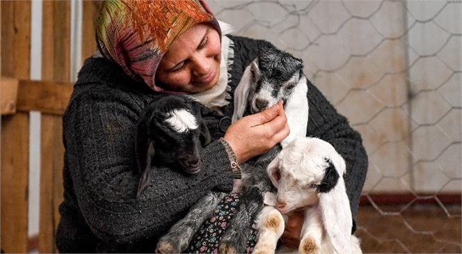 ‘Haydi gel köyümüze destek verelim’ projesi, damızlıklarla çoğalıyor