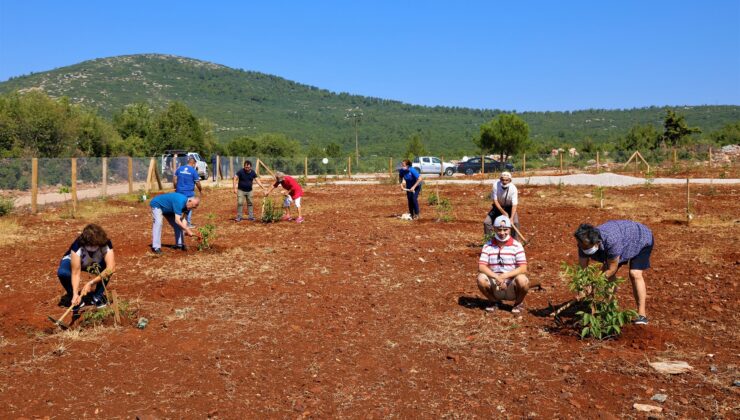 Muğla Büyükşehir’den yaşlı ve engelli vatandaşlar için ceviz bahçesi