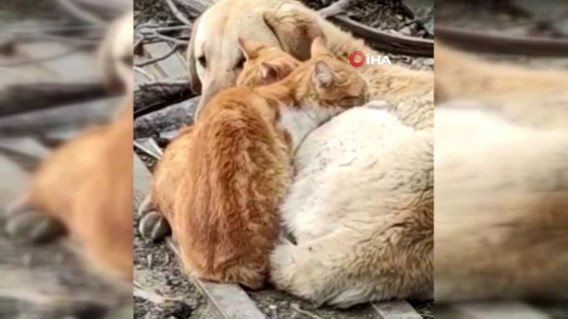 İki kedi ve bir köpeğin soğuktan dolayı birbirlerine sokulduğu anlar kamerada