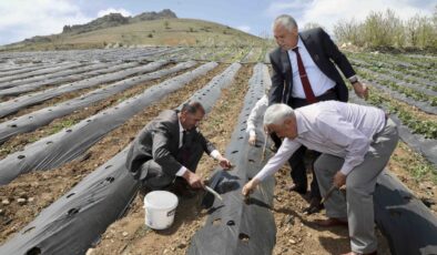 Adana Büyükşehir Pozantı’da 1 milyon 200 çilek fidesi daha dağıttı