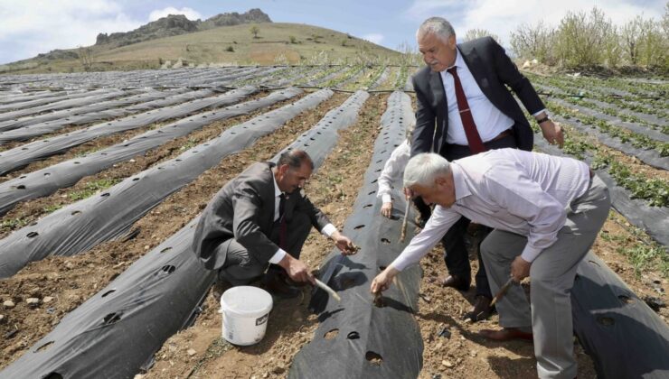 Adana Büyükşehir Pozantı’da 1 milyon 200 çilek fidesi daha dağıttı