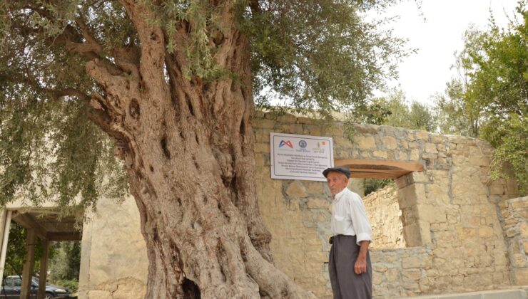 <strong>BÜYÜKŞEHİR BELEDİYESİ, 820 YILLIK ANIT AĞACI KORUMA ALTINA ALDI</strong>