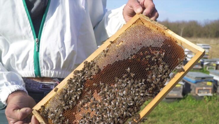 SAMSUN’DA YÖRESEL ÜRÜNLER BÜYÜKŞEHİR İLE MARKALAŞIYOR