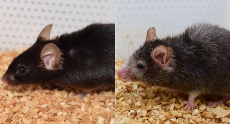 Bilimde Ne Oluyor: Görme yetisini kaybeden farenin gözü açıldı, yaşlı fare gençleşti