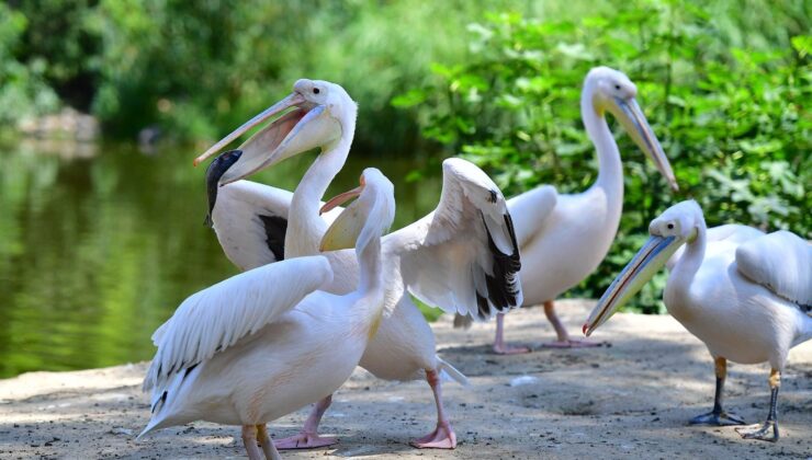 İzmir Doğal Yaşam Parkı’nın göçmen kuşları