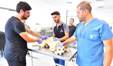 İzmir’de bir yılda 25 bin kedi ve köpek kısırlaştırıldı